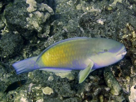 34 Bullethead Parrotfish IMG 2322